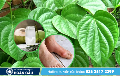 Chữa bệnh gout hiệu quả từ lá trầu không và nước dừa xiêm